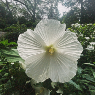 Julio Melendez photo