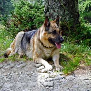 Marilena Pedotti photo