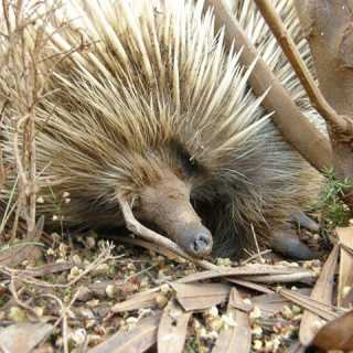 Marco Calestini photo