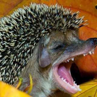 Юрий Гузеев photo