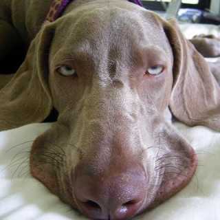 Werner Van Cleemputte photo