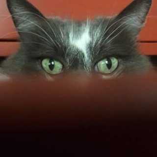 Jacques Cipriano photo