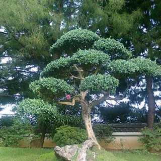 Lidija Culevakostovska photo