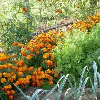 Liviu-Theodor Vîzdoagă photo