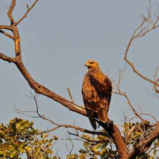 Marcello Ricoveri photo