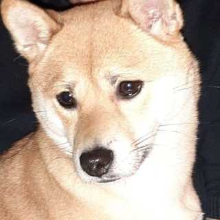 Alena Terekhina photo