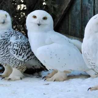 Татьяна Космо photo