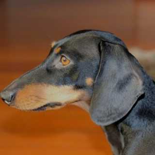 Emmanuel Bonnet photo