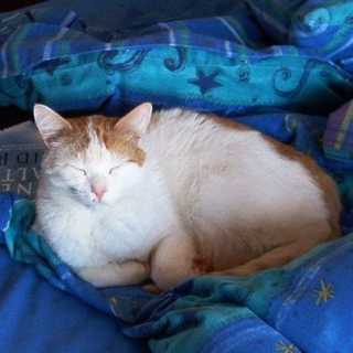 Fiona Rowley-Withey photo