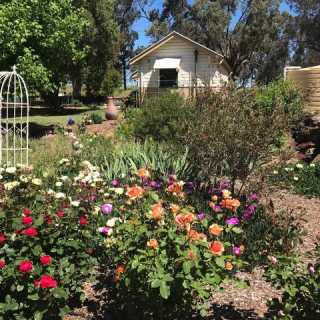 Sharon Negus-Portelli photo