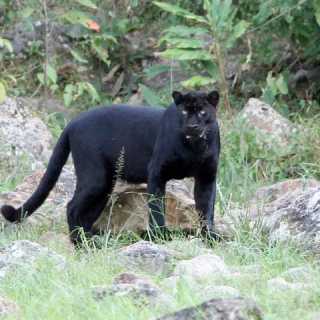 Alexander Smith photo