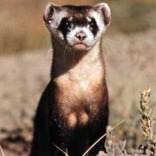 Andre Beauchamp photo