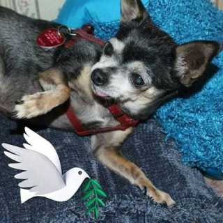 Barbara Mackessy photo