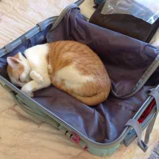 Elio De Carolis photo