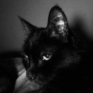 Monica Sevilla photo