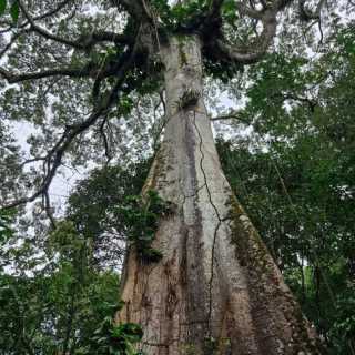 Carmen Nastase photo