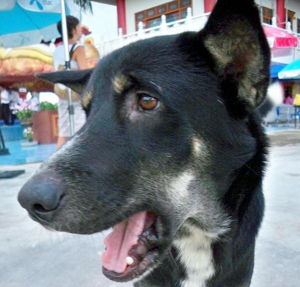 тайский пес в городе Чианг Май