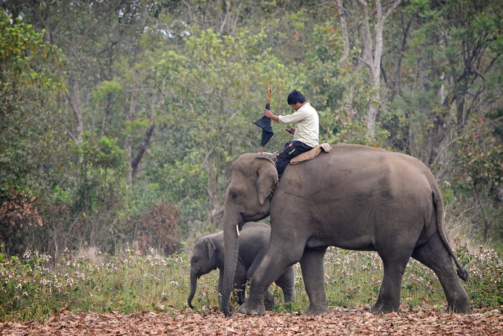 слоны в Читване