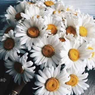 Dzerassa Kabulova photo