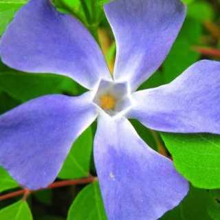 Dorina Andreev photo