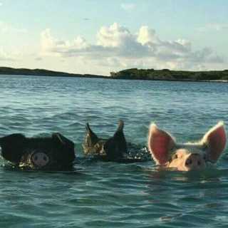 Christophe Sikorski photo