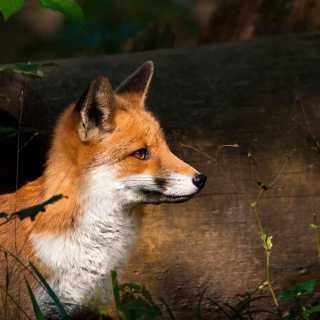 Alexander Bogoev photo