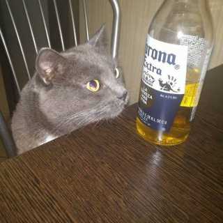 Илья Шахидов photo