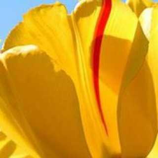 ציפי מיכאלי photo