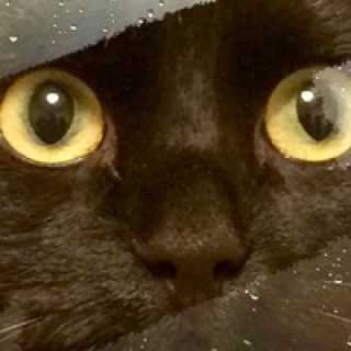 Евгения Мурашко