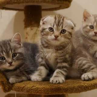 Аня Гаврилова photo