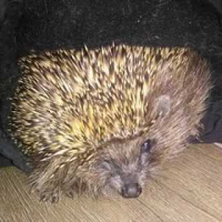 Татьяна Котова photo