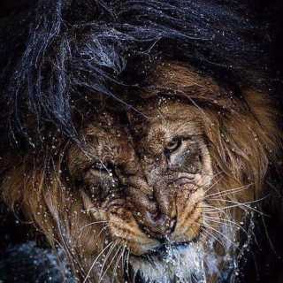 Олег Смарыгин photo