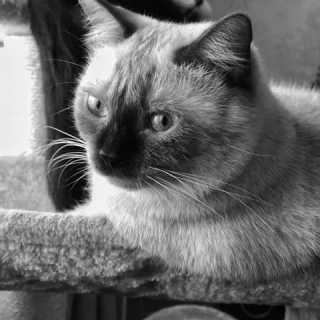 Mohd-Sabirin Mohd-Noor photo