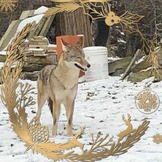 Todd Childerhose photo