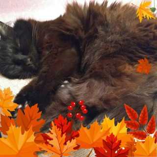 Дмитриев Александр