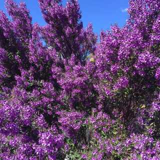 Claudia Vinson photo