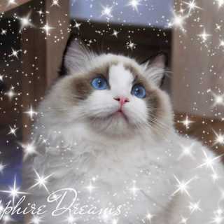 Ragdolls Olga-Bektas photo