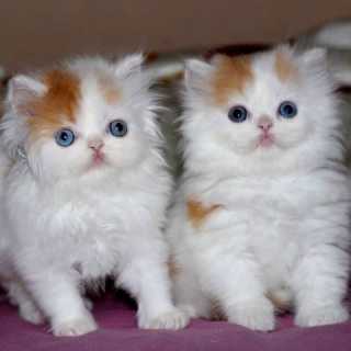 Ника Чистова photo