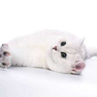 Екатерина Деголевич photo