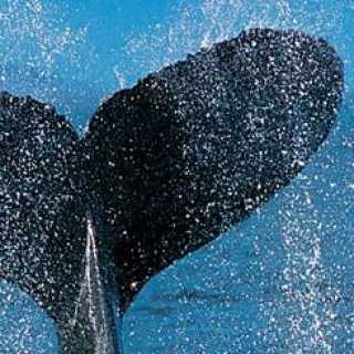 Nicoletta Pace photo