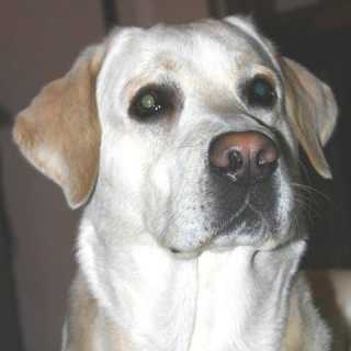 Maurizio Scaglia photo