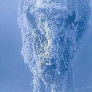 Gordana Jankovic-Siplic photo