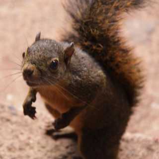 Carlos Machado photo