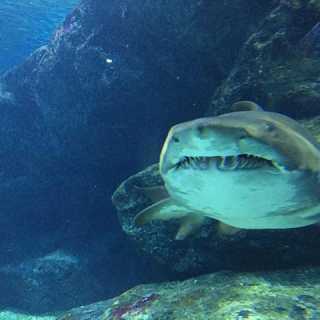 Andreas Haseloff photo