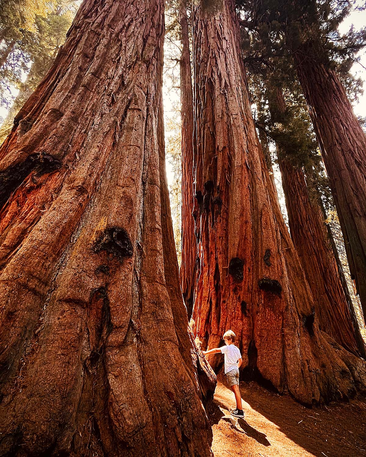 Sequoia National Park