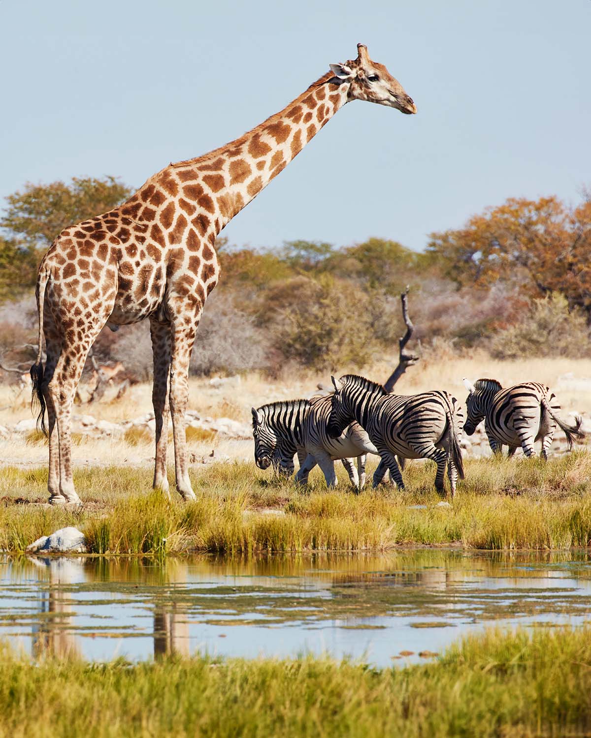 Etosha National park