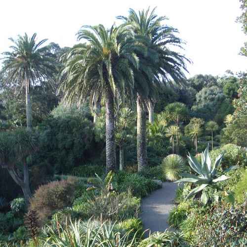 Tresco Abbey Gardens photo
