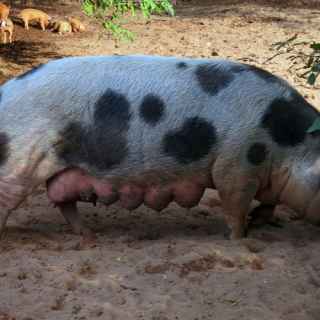 Buntes Bentheimer Schwein