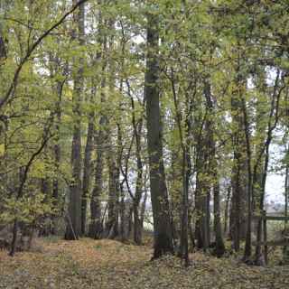 Raveley Wood