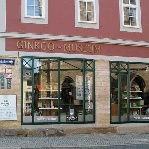 Ginkgo-Museum photo